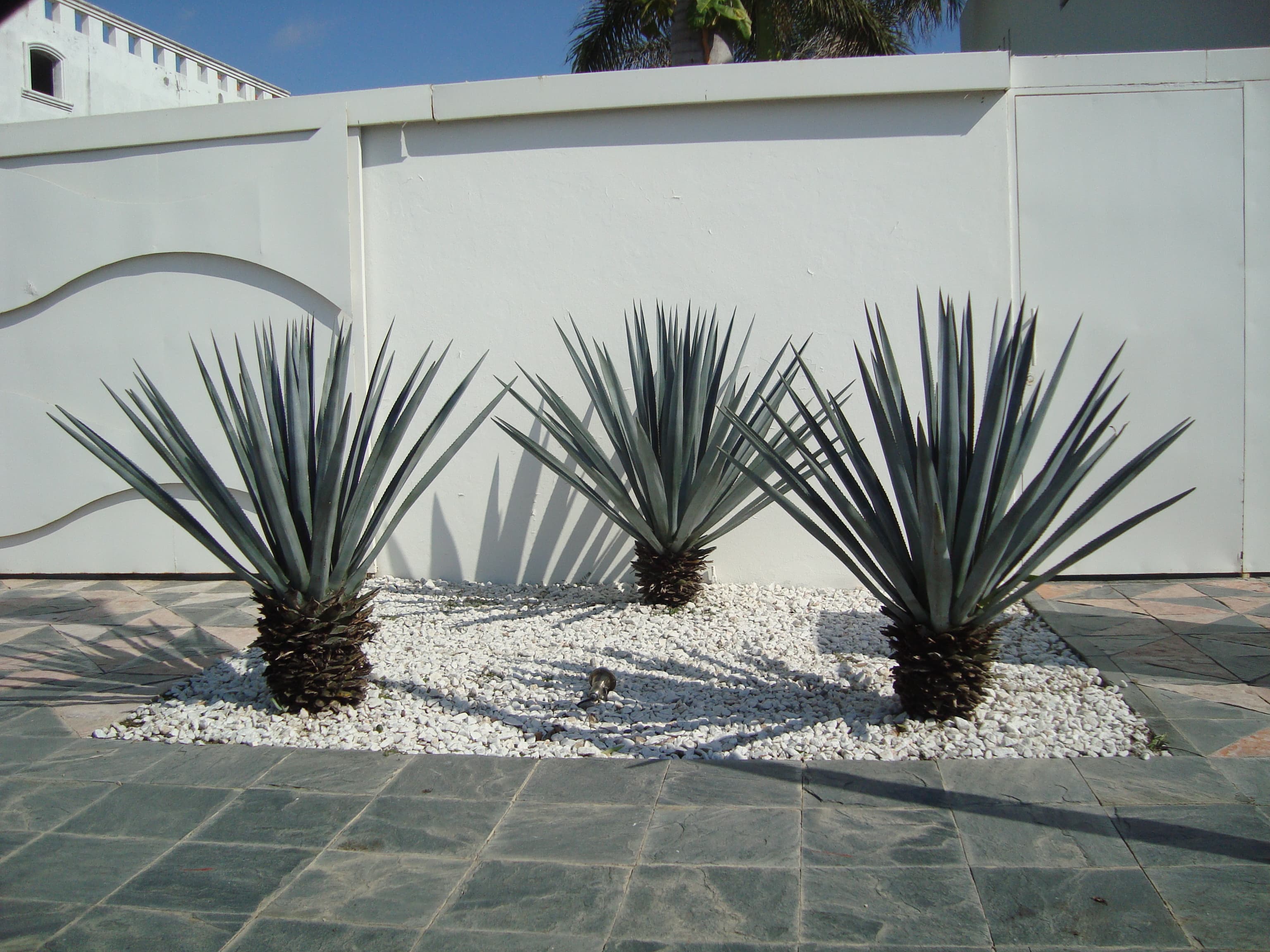 Jardinería y Áreas Verdes